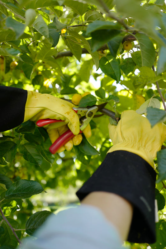 Yellow lined leather gardening gloves with black cotton canvas short cuffs, elasticated wrists, and reinforced palms, designed for thorn protection and dexterity.